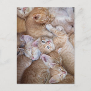 Kutest Baby Animals   Oranje keuten-pool Briefkaart
