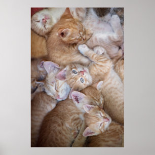 Kutest Baby Animals Oranje keuten-pool Poster