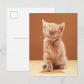 Kutest Baby Animals | Oranje Tabby Kitten Briefkaart (Voorkant / Achterkant)