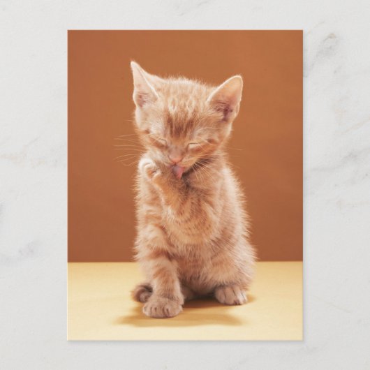Kutest Baby Animals | Oranje Tabby Kitten Briefkaart (Voorkant)