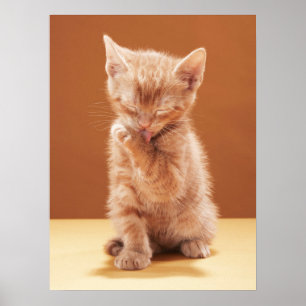 Kutest Baby Animals Oranje Tabby Kitten Poster