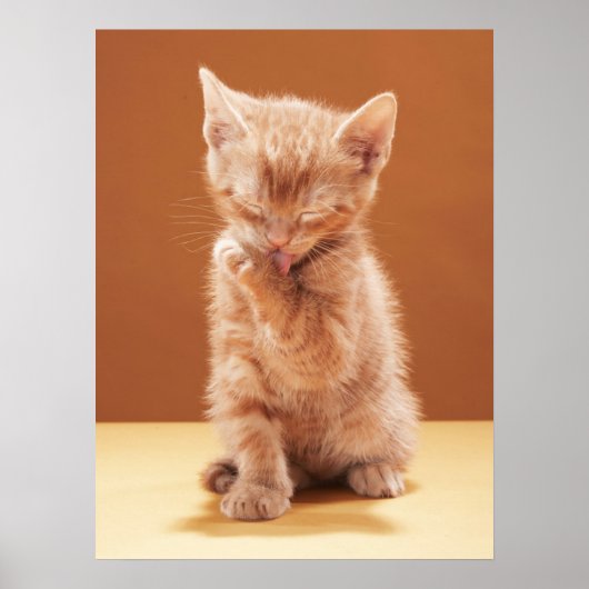Kutest Baby Animals | Oranje Tabby Kitten Poster (Voorkant)