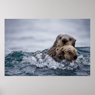 Kutest Baby Animals Otter Baby en moeder Poster