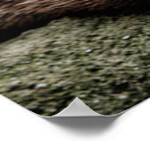 Kutest Baby Animals | Otters Holding Hands Poster (Hoek)