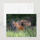 Kutest Baby Animals | Paar van Red Fox Kit Sibling Briefkaart (Voorkant / Achterkant)