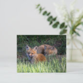 Kutest Baby Animals | Paar van Red Fox Kit Sibling Briefkaart (Staand voorkant)