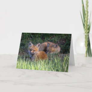 Kutest Baby Animals   Paar van Red Fox Kit Sibling Kaart