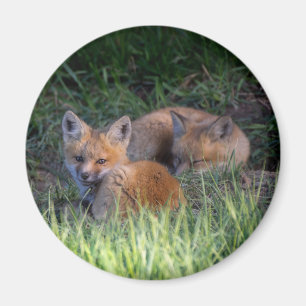 Kutest Baby Animals Paar van Red Fox Kit Sibling Magneet