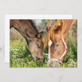 Kutest Baby Animals | Paardenkool Bedankkaart (Voorkant / Achterkant)