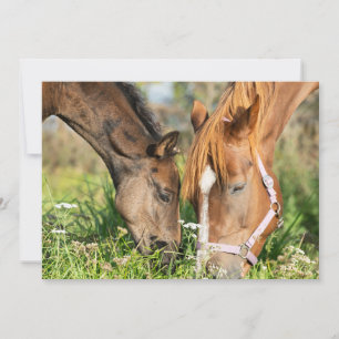 Kutest Baby Animals Paardenkool Bedankkaart