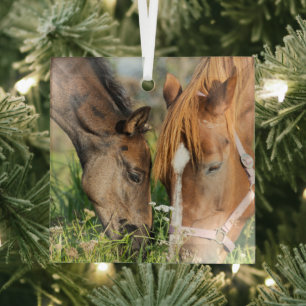 Kutest Baby Animals Paardenkool Glas Ornament