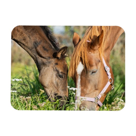 Kutest Baby Animals | Paardenkool Magneet (Horizontaal)