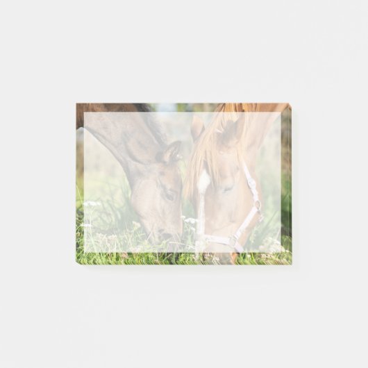 Kutest Baby Animals | Paardenkool Post-it® Notes (Voorkant)
