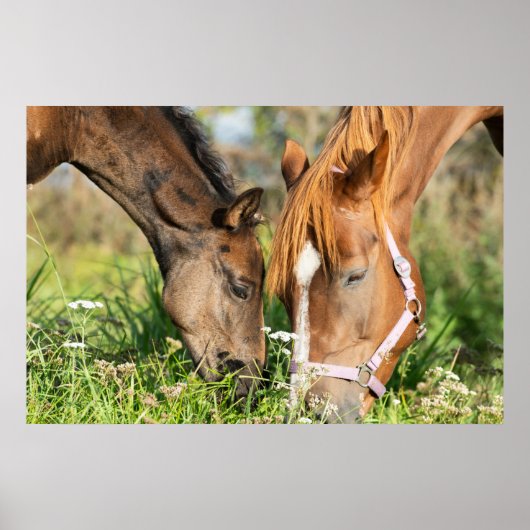 Kutest Baby Animals | Paardenkool Poster (Voorkant)