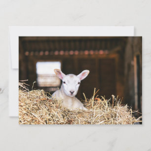 Kutest Baby Animals   Pasgeboren lammeren Bedankkaart