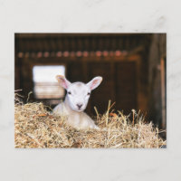 Kutest Baby Animals | Pasgeboren lammeren