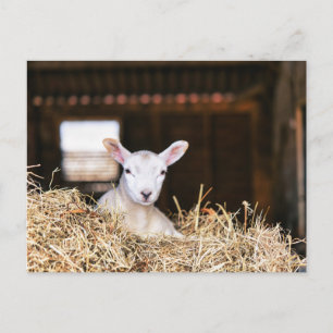 Kutest Baby Animals Pasgeboren lammeren Briefkaart
