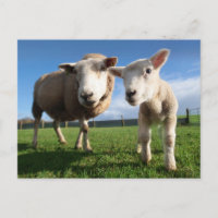 Kutest Baby Animals | Pasgeboren lammeren en mama