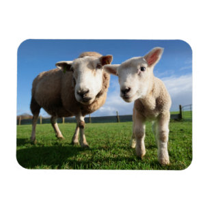 Kutest Baby Animals   Pasgeboren lammeren en mama Magneet