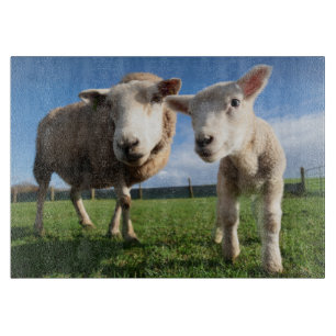 Kutest Baby Animals   Pasgeboren lammeren en mama Snijplank