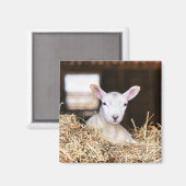 Kutest Baby Animals | Pasgeboren lammeren Magneet (Voorkant / Achterkant)