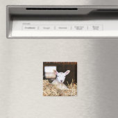 Kutest Baby Animals | Pasgeboren lammeren Magneet (Insitu (Vaatwasser))