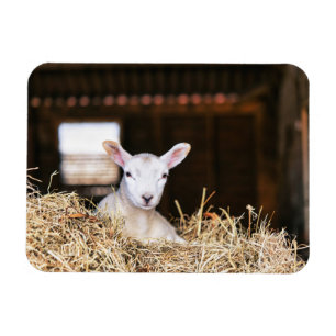 Kutest Baby Animals   Pasgeboren lammeren Magneet