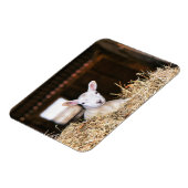 Kutest Baby Animals | Pasgeboren lammeren Magneet (Linkerzijde)