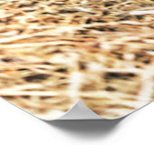 Kutest Baby Animals | Pasgeboren lammeren Poster (Hoek)