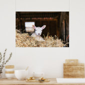 Kutest Baby Animals | Pasgeboren lammeren Poster (Keuken)
