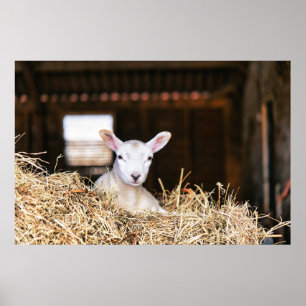 Kutest Baby Animals   Pasgeboren lammeren Poster
