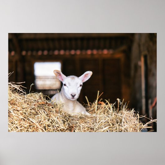 Kutest Baby Animals | Pasgeboren lammeren Poster (Voorkant)