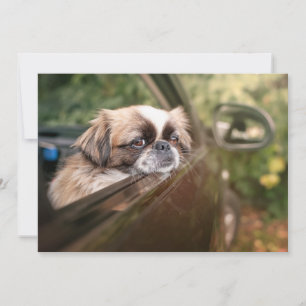 Kutest Baby Animals   Pekingese puppy in auto Bedankkaart