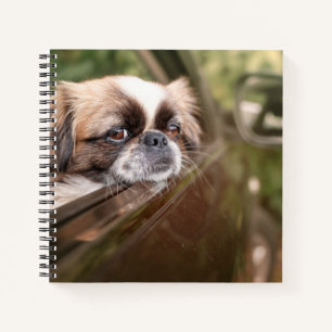 Kutest Baby Animals   Pekingese puppy in auto Notitieboek