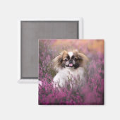 Kutest Baby Animals | Pekingese Puppy Magneet (Voorkant / Achterkant)