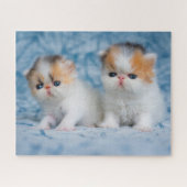 Kutest Baby Animals | Perzisch Calico Kitten Legpuzzel (Horizontaal)