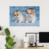 Kutest Baby Animals | Perzisch Calico Kitten Poster (Thuiskantoor)