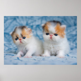 Kutest Baby Animals   Perzisch Calico Kitten Poster