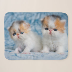 Kutest Baby Animals Perzisch Calico Kitten Sherpa Deken