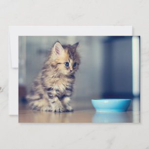 Kutest Baby Animals   Perzisch Keuten met blauwe o Bedankkaart