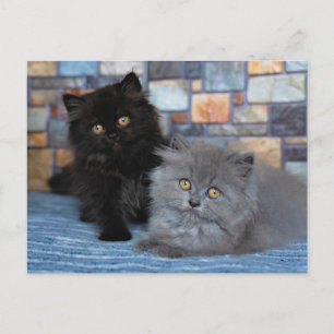 Kutest Baby Animals Perzische Kittens in Blanket Briefkaart