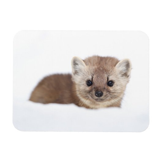 Kutest Baby Animals | Pine Marten Magneet (Horizontaal)