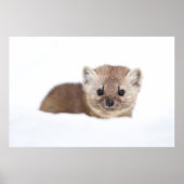 Kutest Baby Animals | Pine Marten Poster (Voorkant)