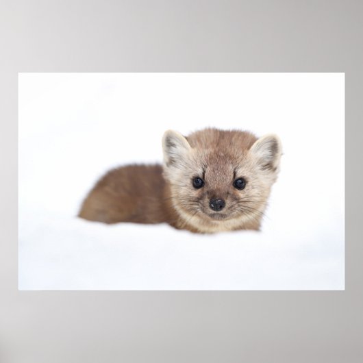 Kutest Baby Animals | Pine Marten Poster (Voorkant)
