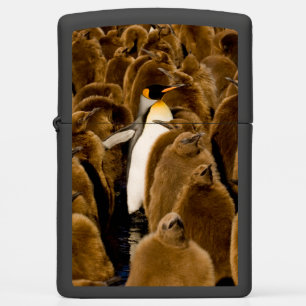 Kutest Baby Animals   Pinguïn onder jongeren