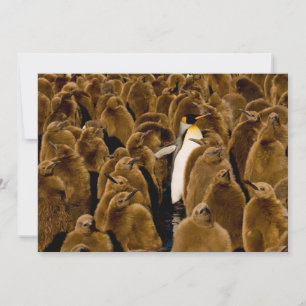 Kutest Baby Animals Pinguïn onder jongeren Bedankkaart