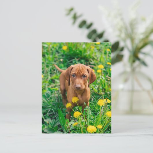 Kutest Baby Animals | Pointer Puppy Briefkaart (Staand voorkant)