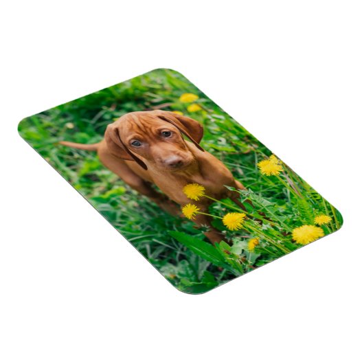 Kutest Baby Animals | Pointer Puppy Magneet (Rechterzijde)