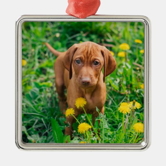 Kutest Baby Animals | Pointer Puppy Metalen Ornament (Voorkant)