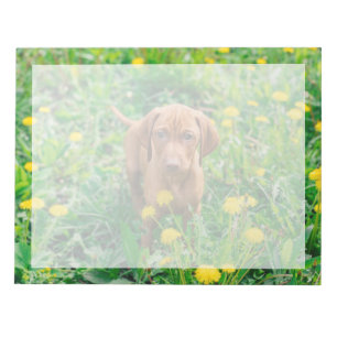 Kutest Baby Animals   Pointer Puppy Notitieblok